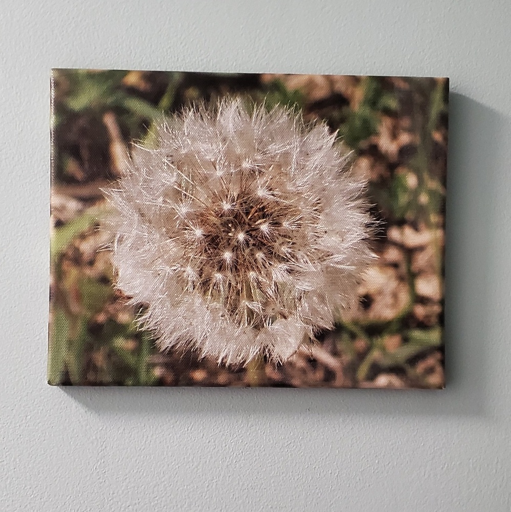 Dandelion puff photo printed on canvas